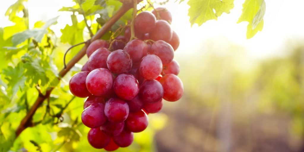 Manfaat buah anggur untuk ibu hamil