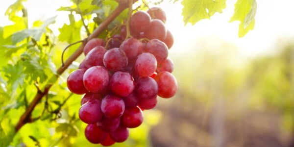 Manfaat buah anggur untuk ibu hamil