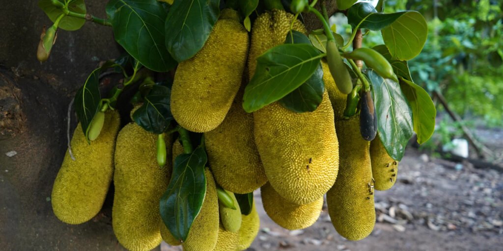pohon nangka