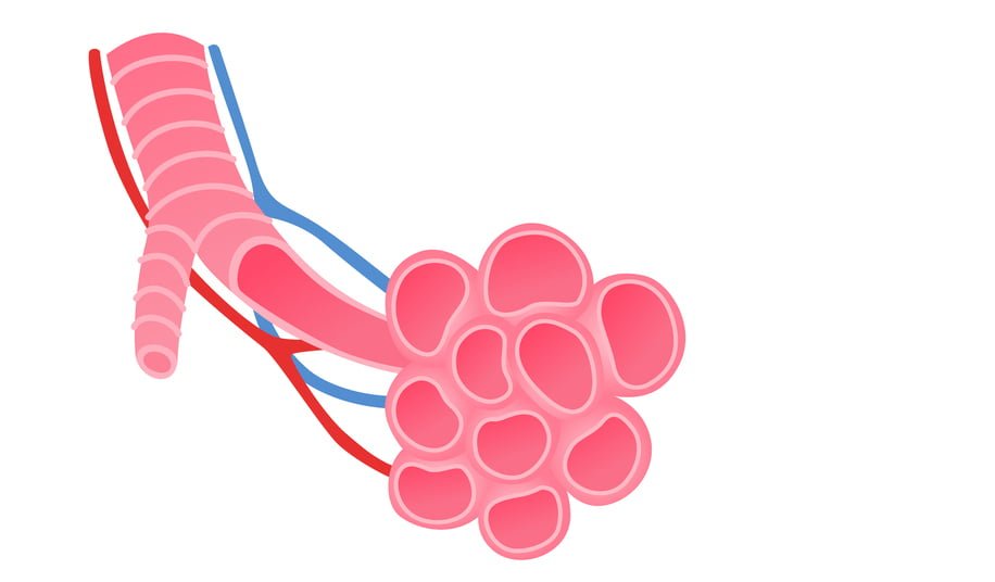 Alveolus adalah