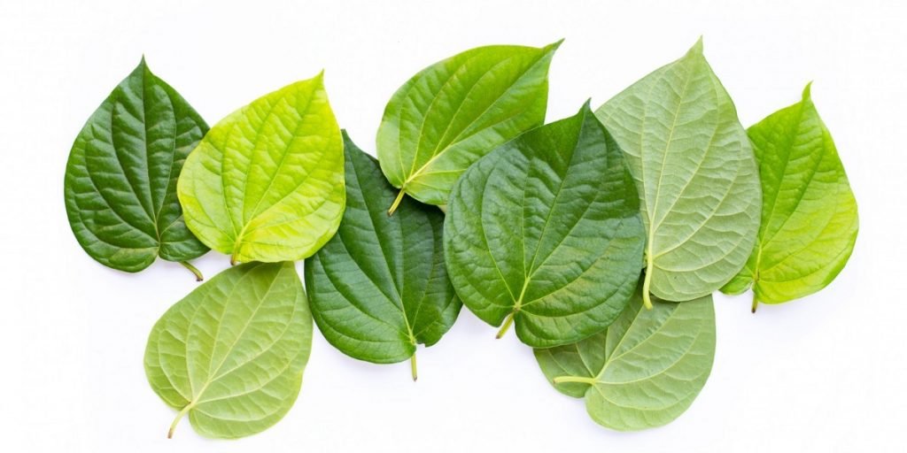 cara membersihkan daerah kewanitaan dengan daun sirih