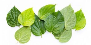 cara membersihkan daerah kewanitaan dengan daun sirih