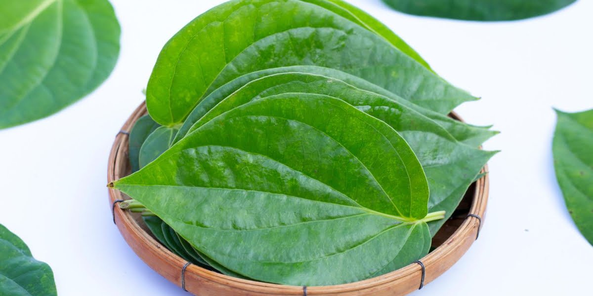 Daun sirih untuk memutihkan wajah