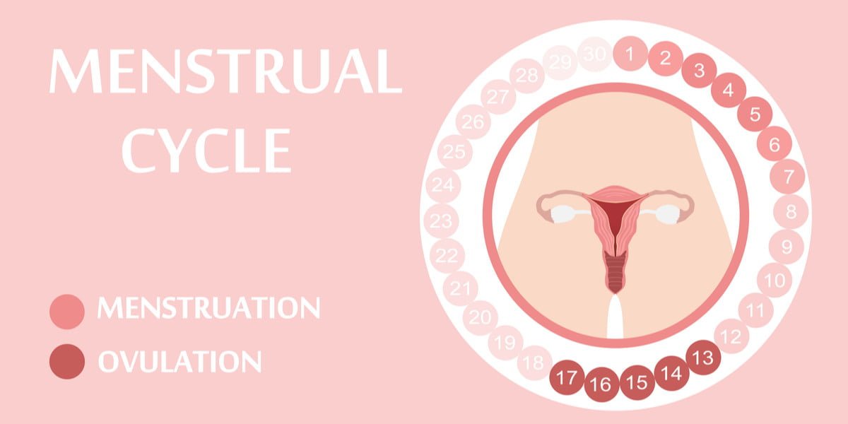 siklus menstruasi