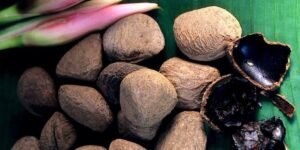 Manfaat kluwek untuk kesehatan