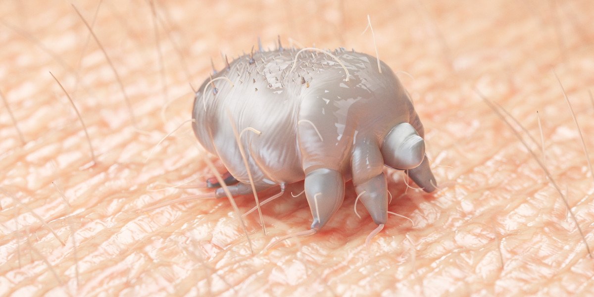 sarcoptes scabiei