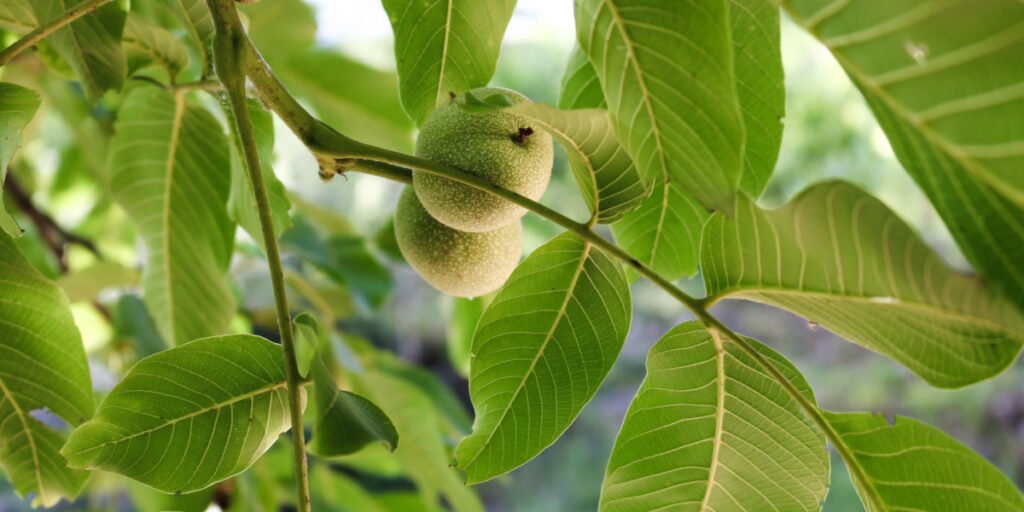 daun jambu biji untuk wajah