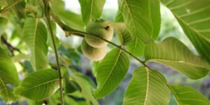 daun jambu biji untuk wajah