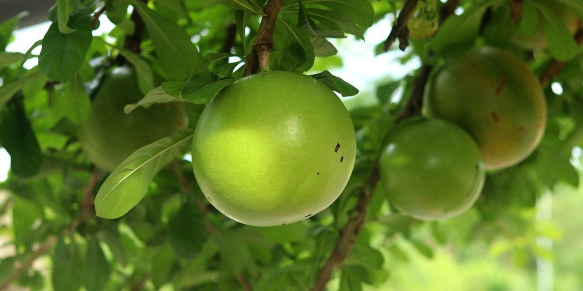 buah maja