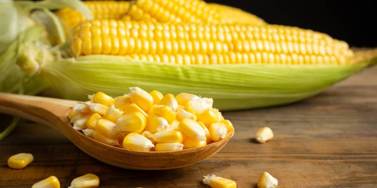 jagung