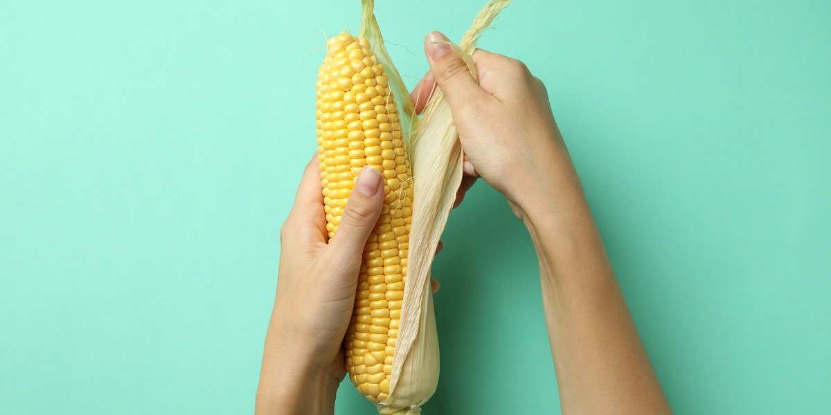 kalori jagung