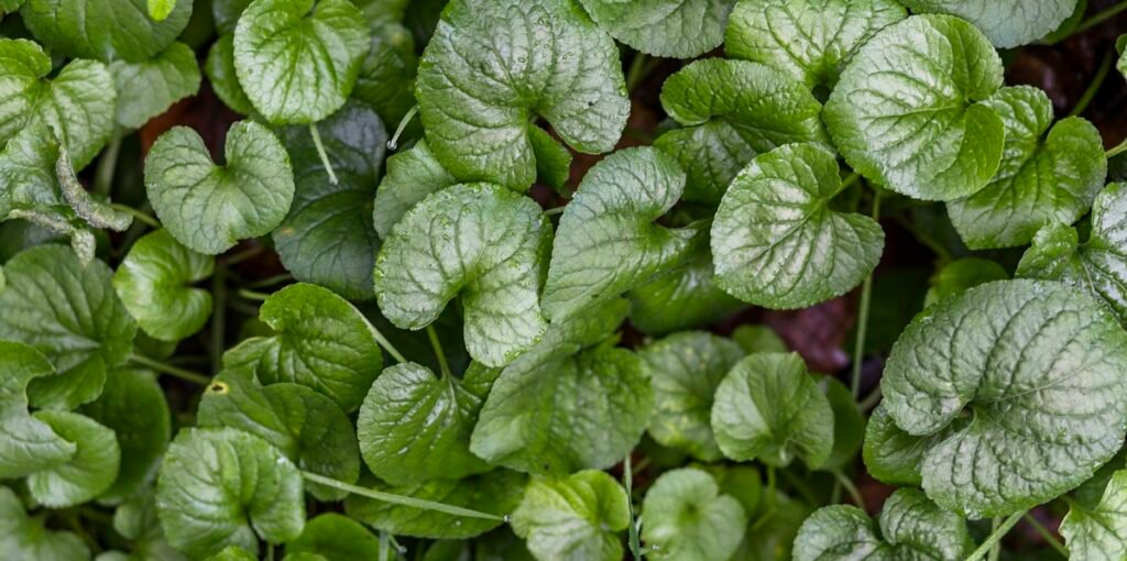 cara menghentikan haid dengan daun sirih