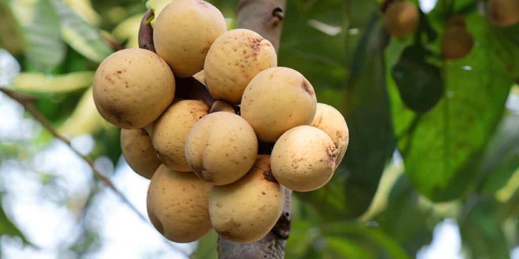 manfaat buah duku untuk ibu hamil